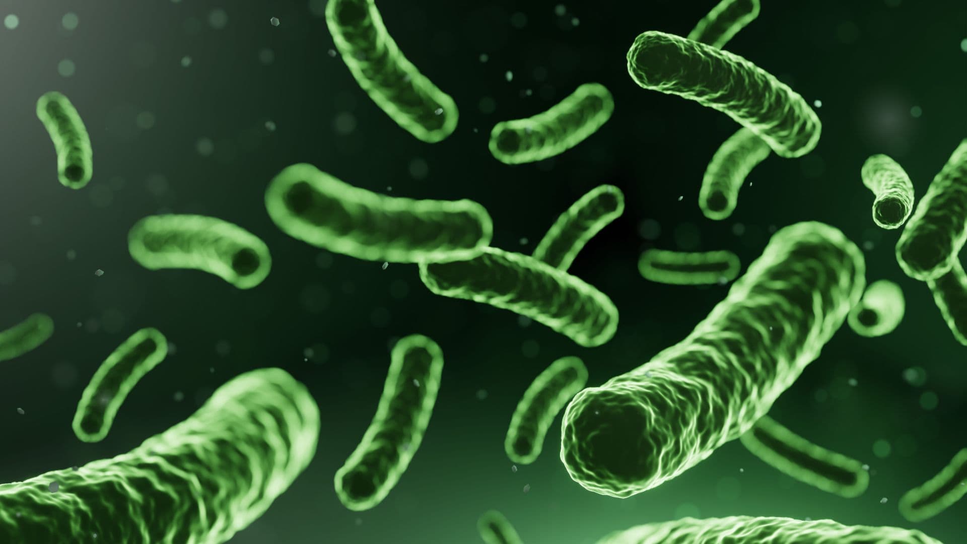 The Science Behind Probiotics in Gut Health Supplements: A Technical Guide for Supplement Manufacturers