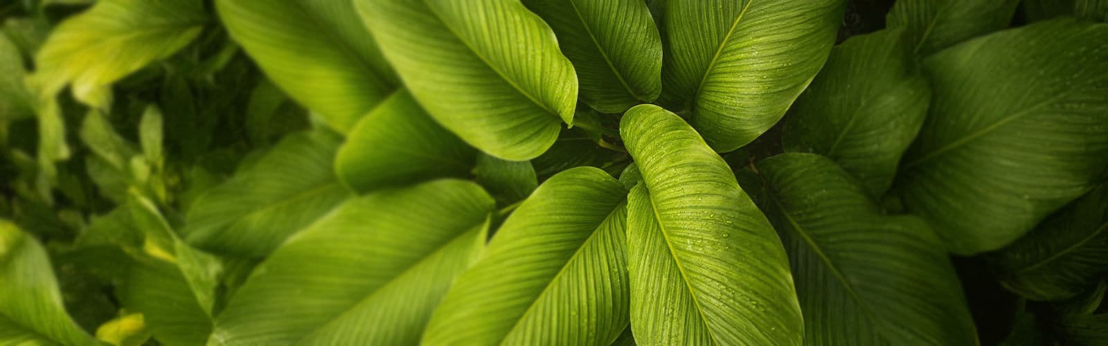 Certifications banner