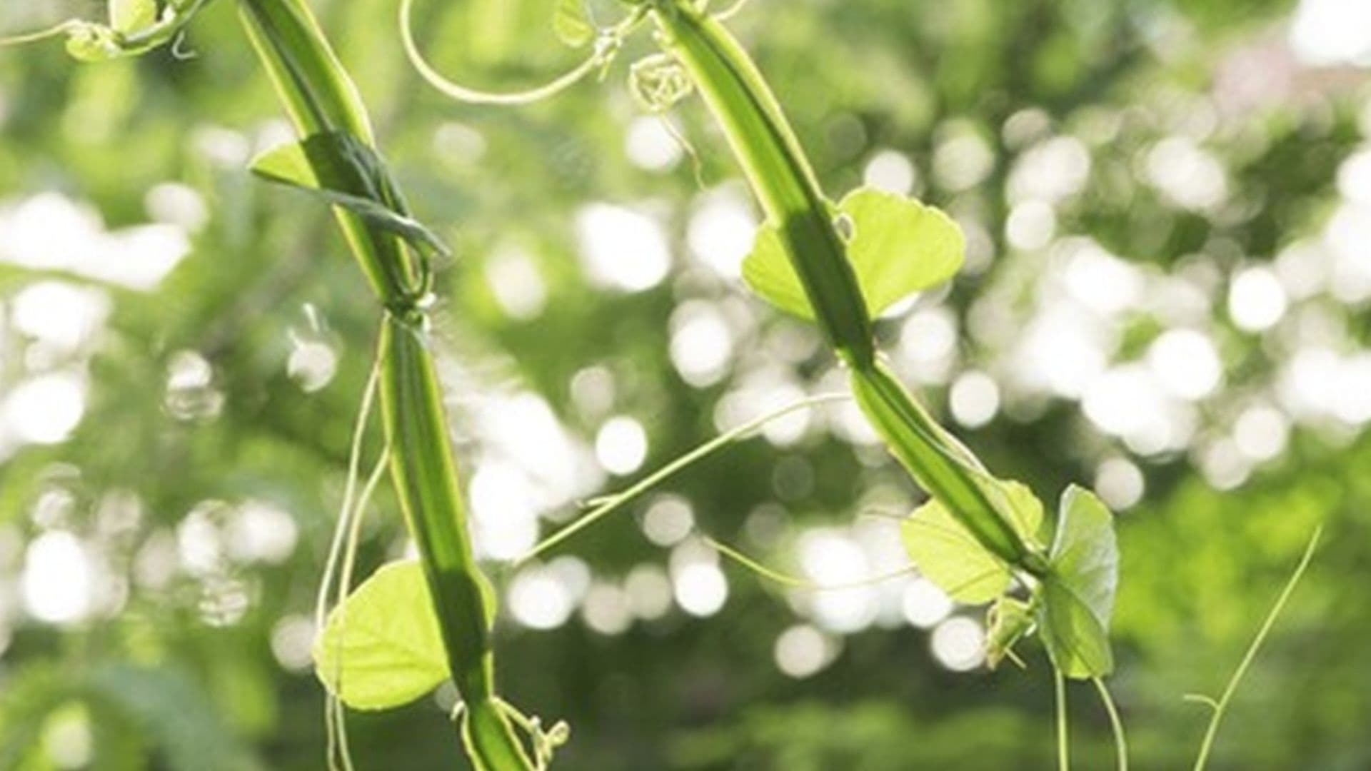 Cissus Extract