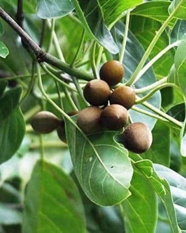 Organic Terminalia Bellerica Extract