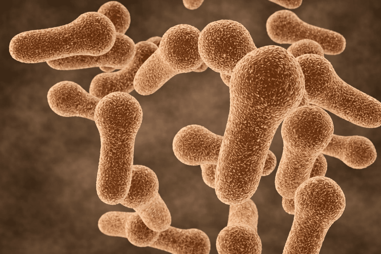 Bacillus Coagulans (Bacospore®)