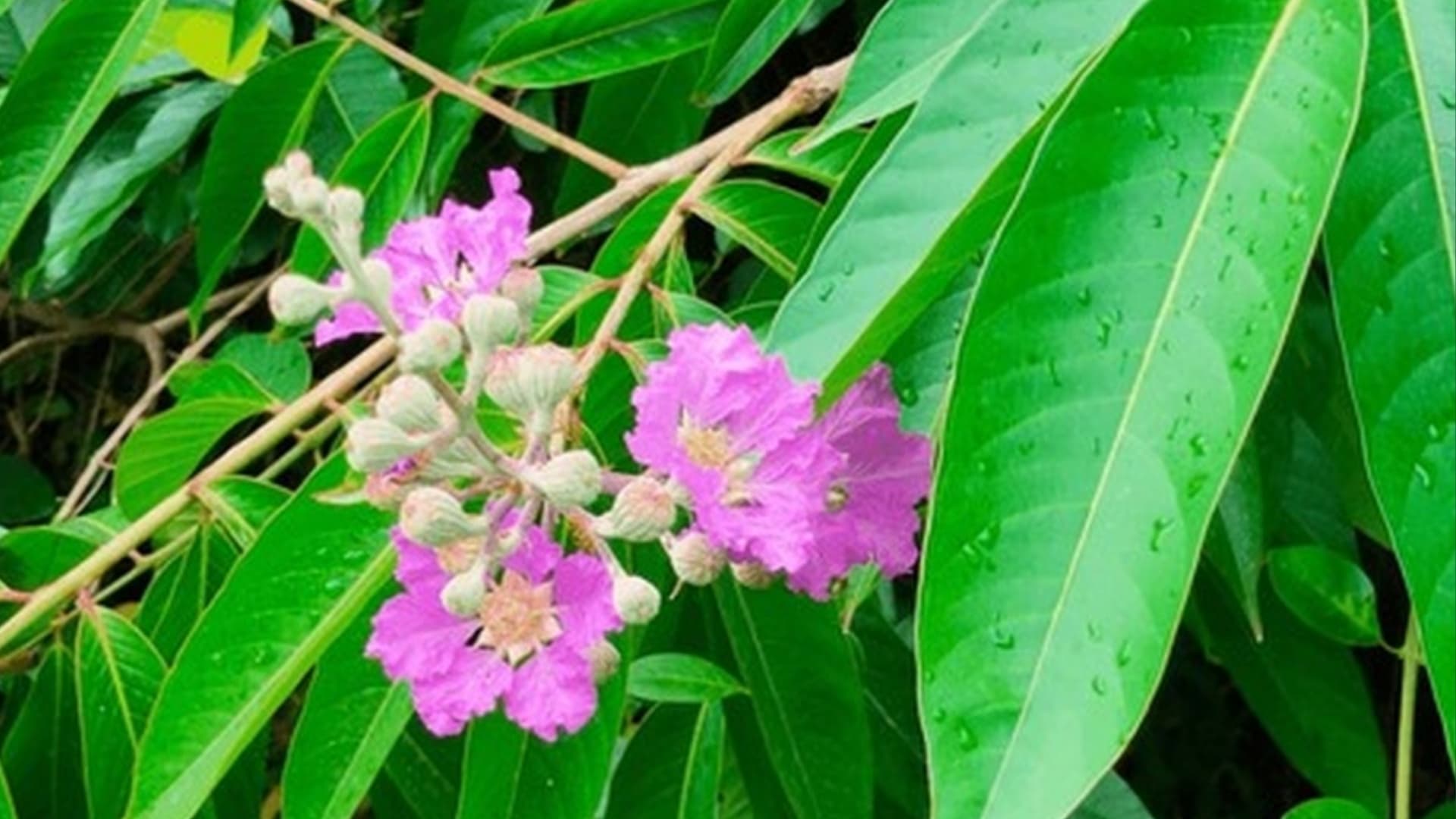 Banaba Leaf Extract