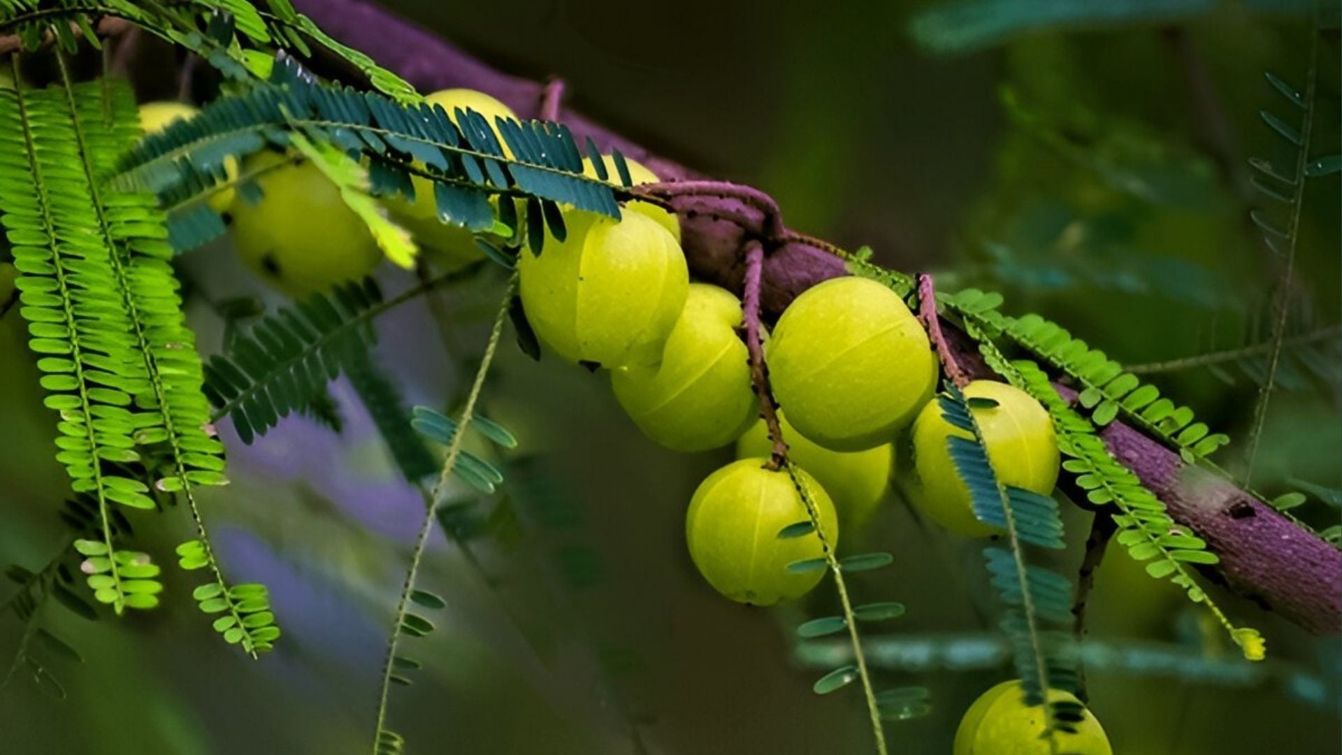 Amla Extract