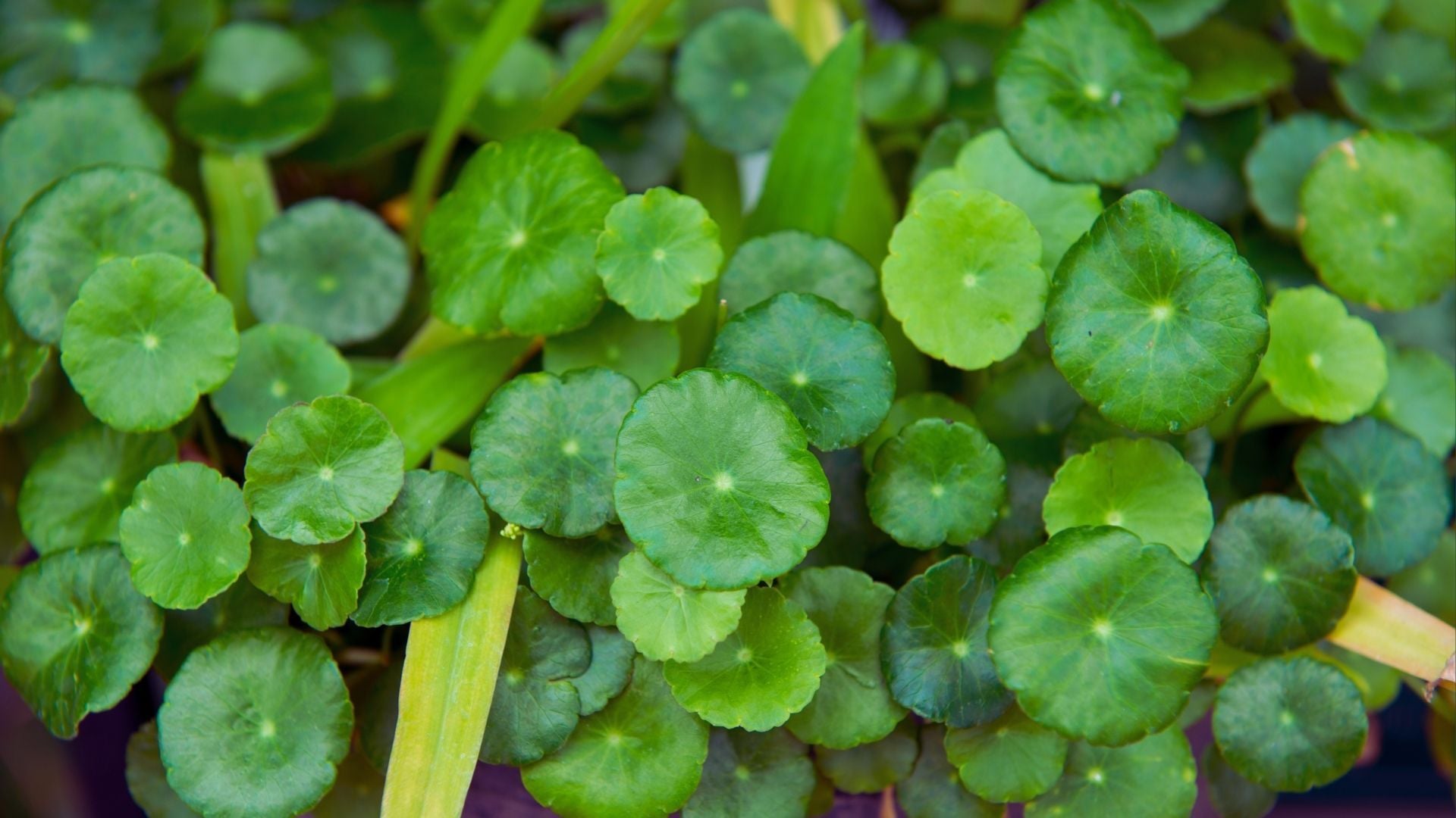 Centella Asiatica Extract