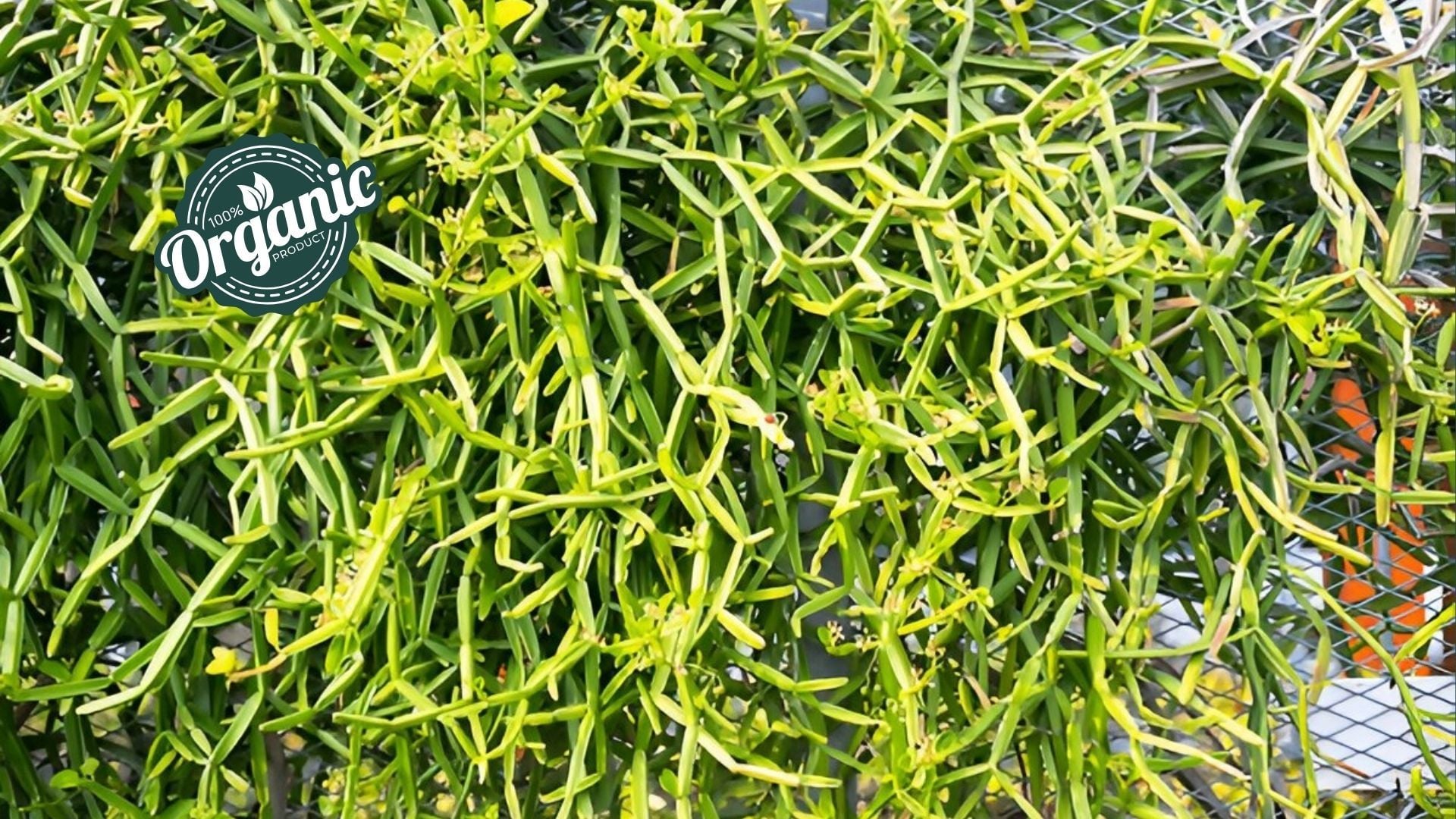 Organic Cissus Extract