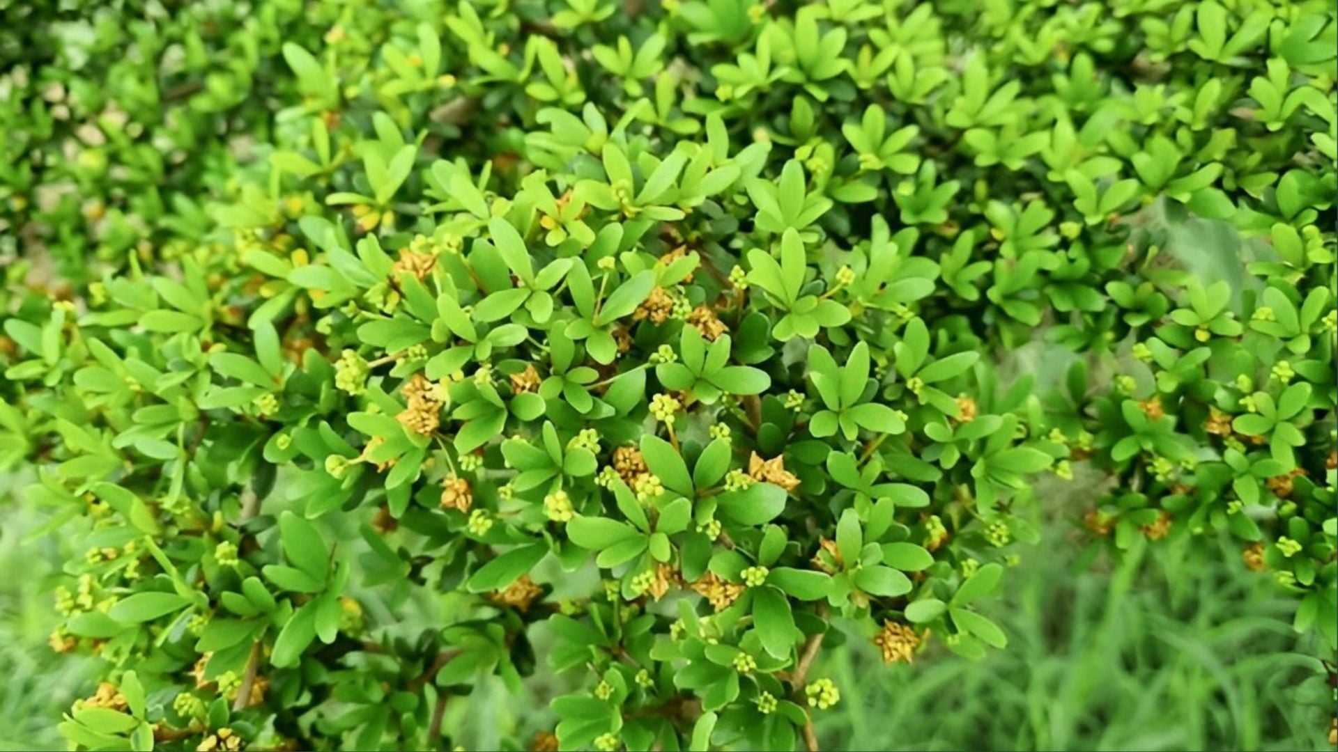 Commiphora Mukul Extract
