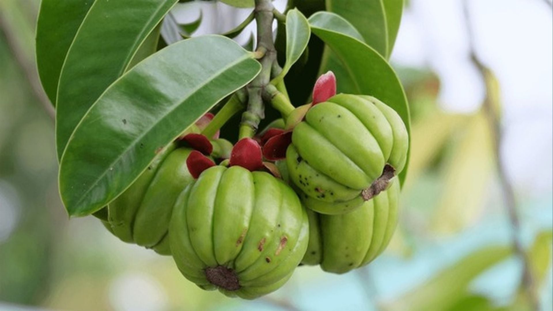 Garcinia Cambogia Extract