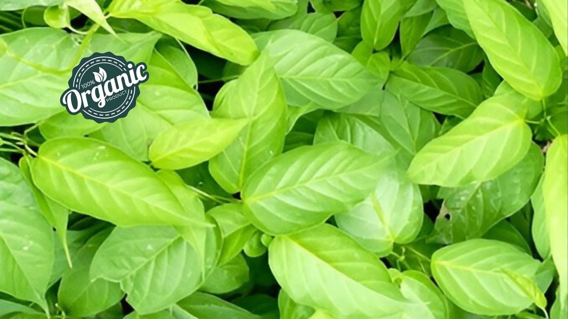 Organic Gymnema Sylvestre Extract