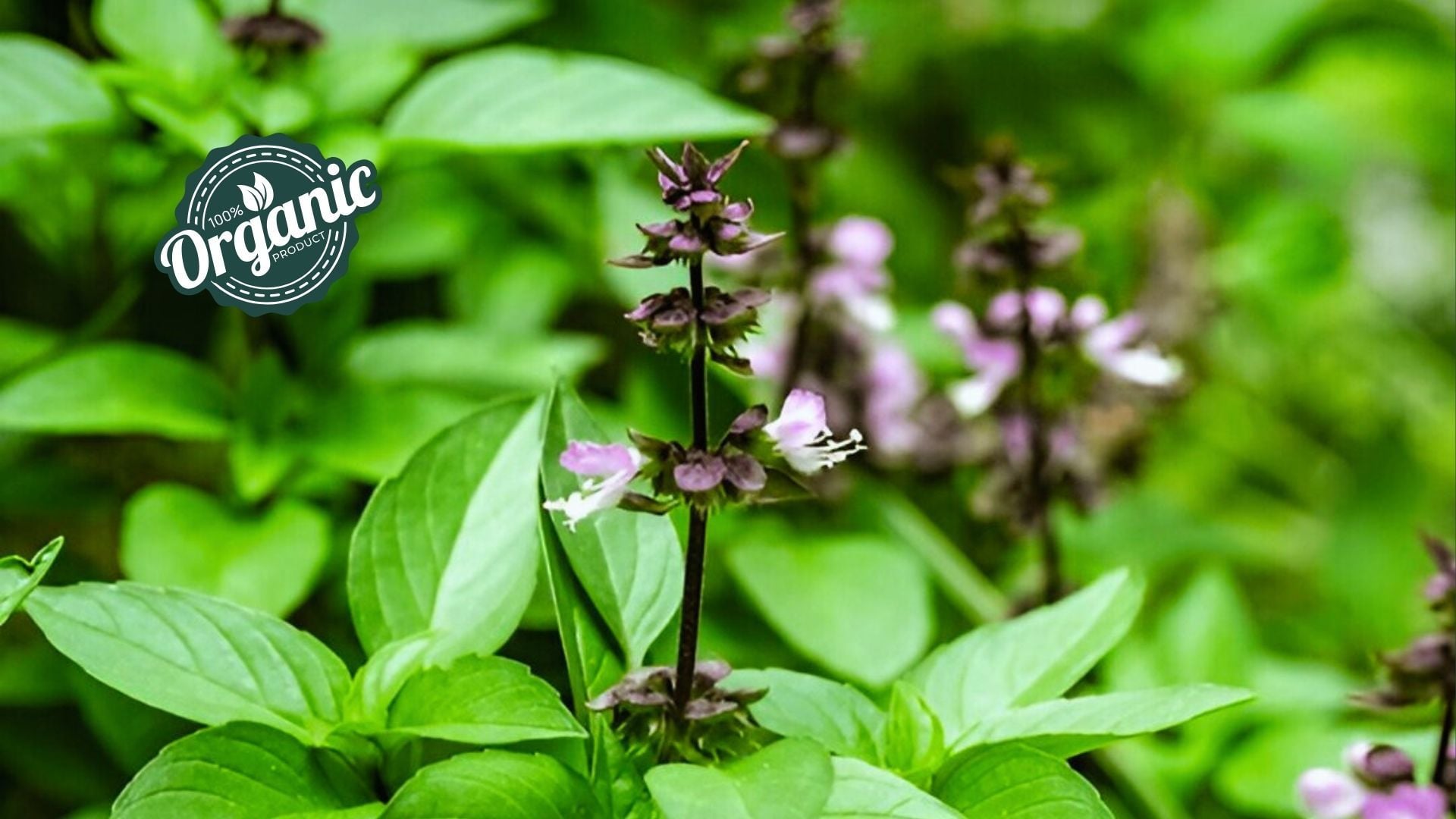 Organic Ocimum Sanctum Extract