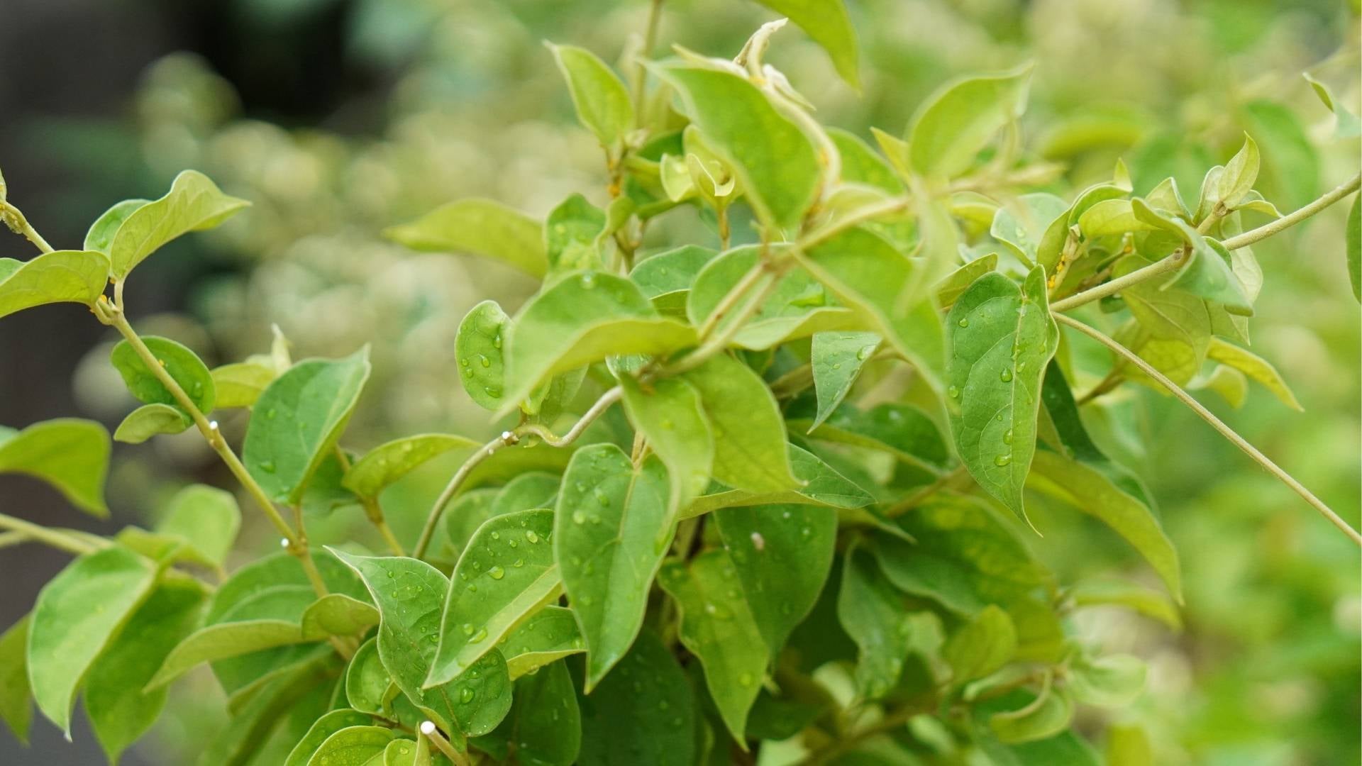 Gymnema Sylvestre Extract