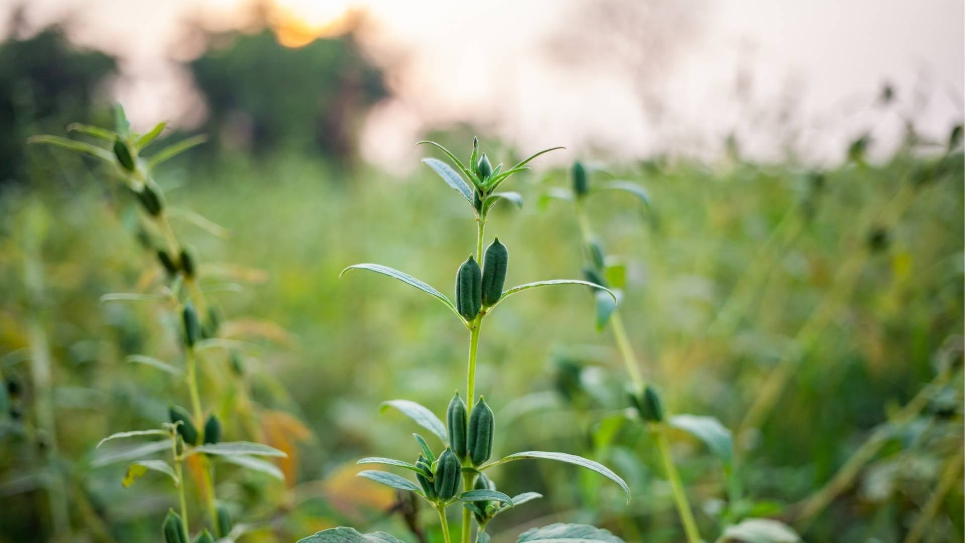 Sesamin Complex Extract