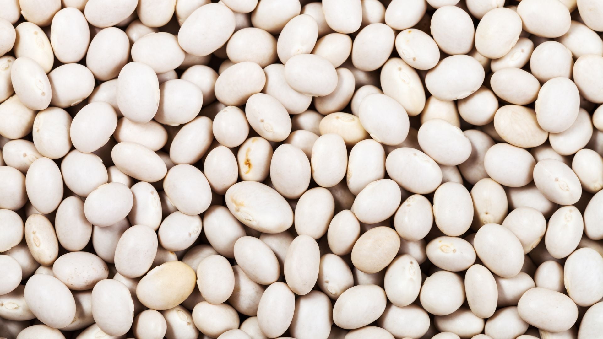 White Kidney Bean Extract