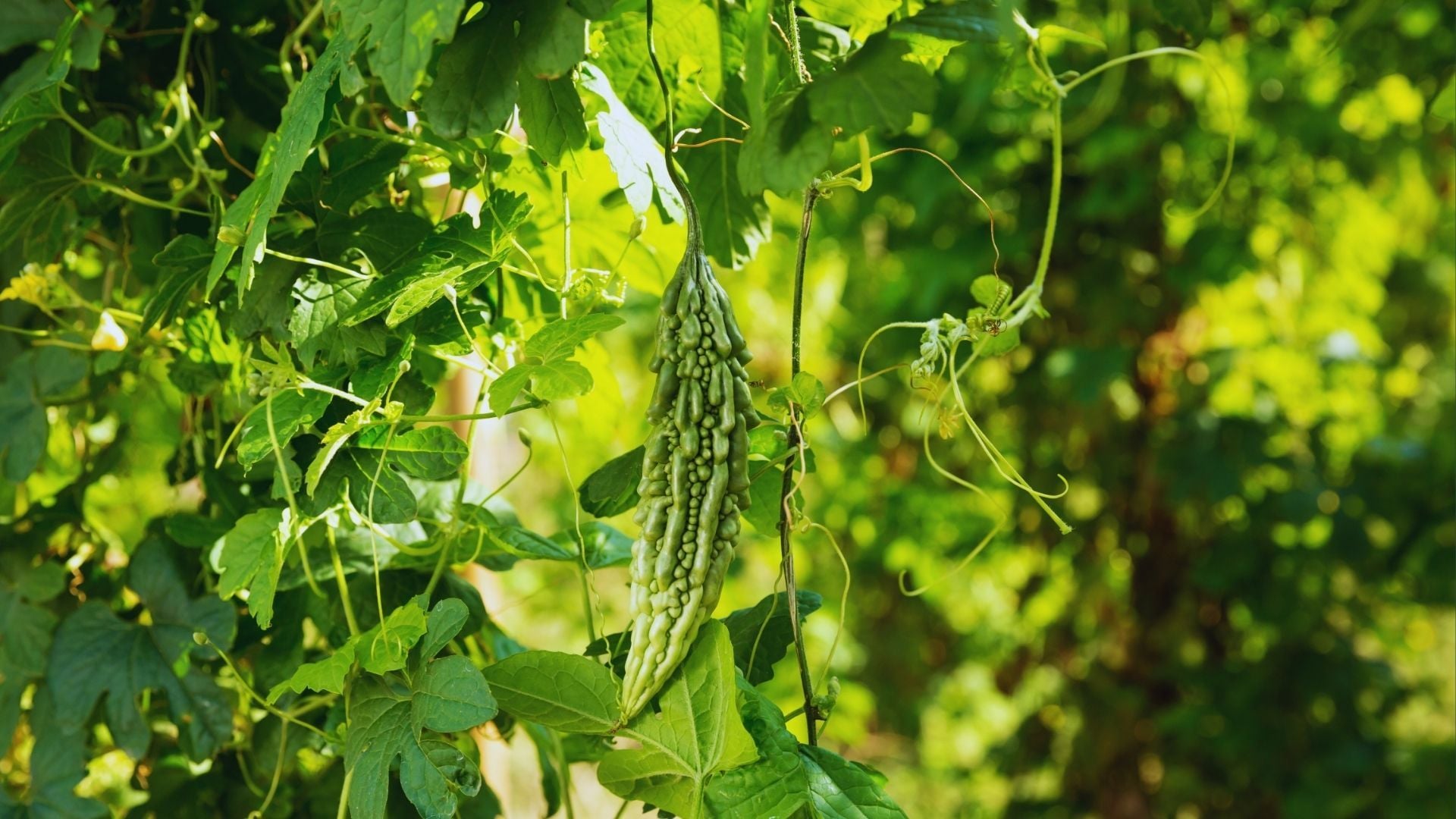 Momordica Extract