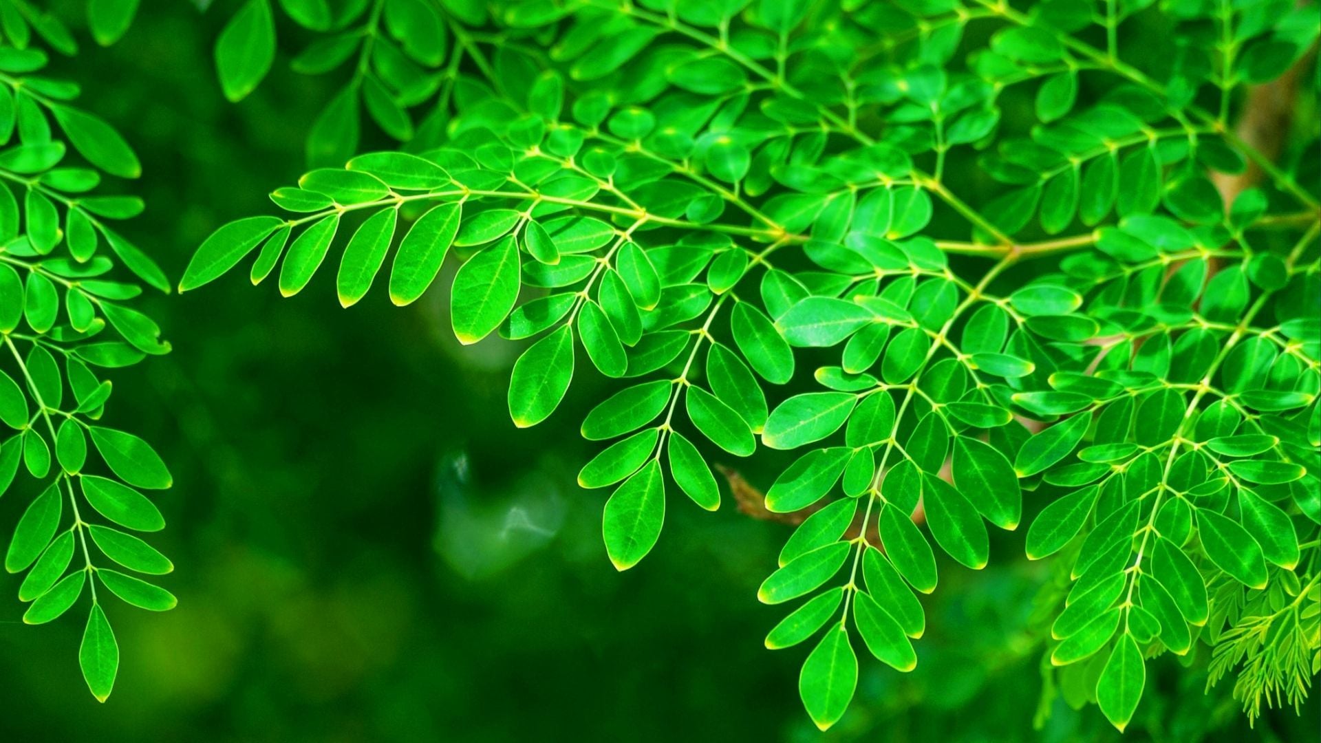 Moringa Leaves Extract