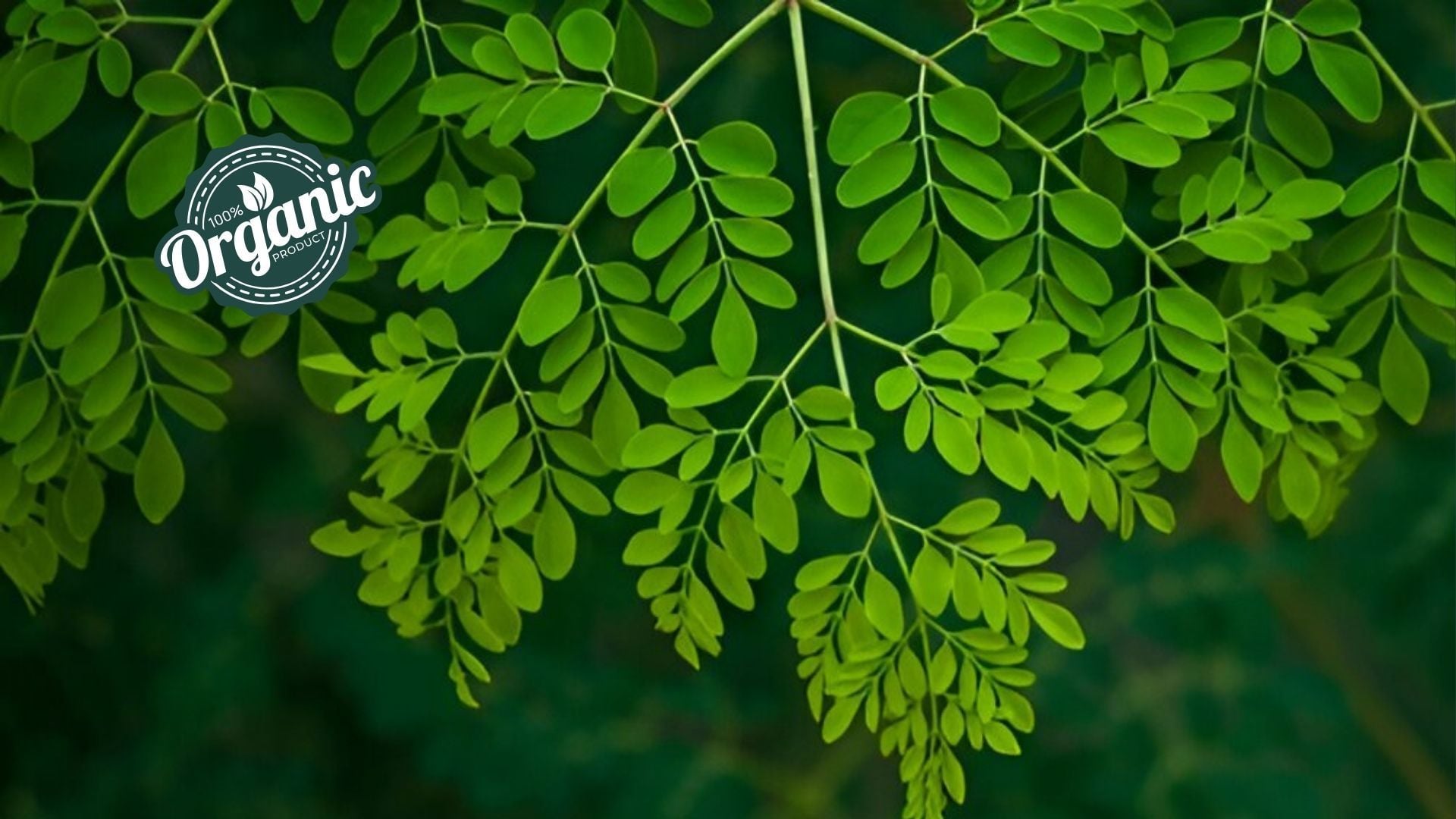 Organic Moringa Extract