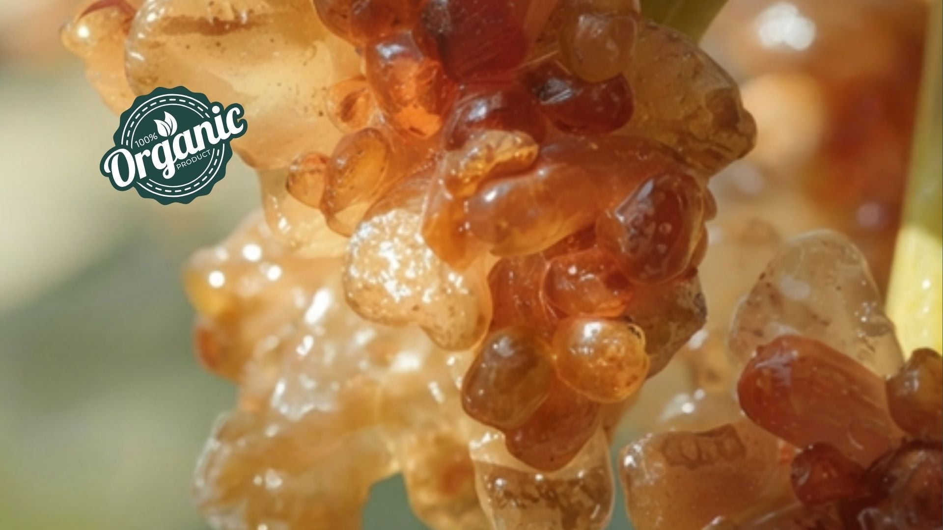 Organic Boswellia Serrata Extract