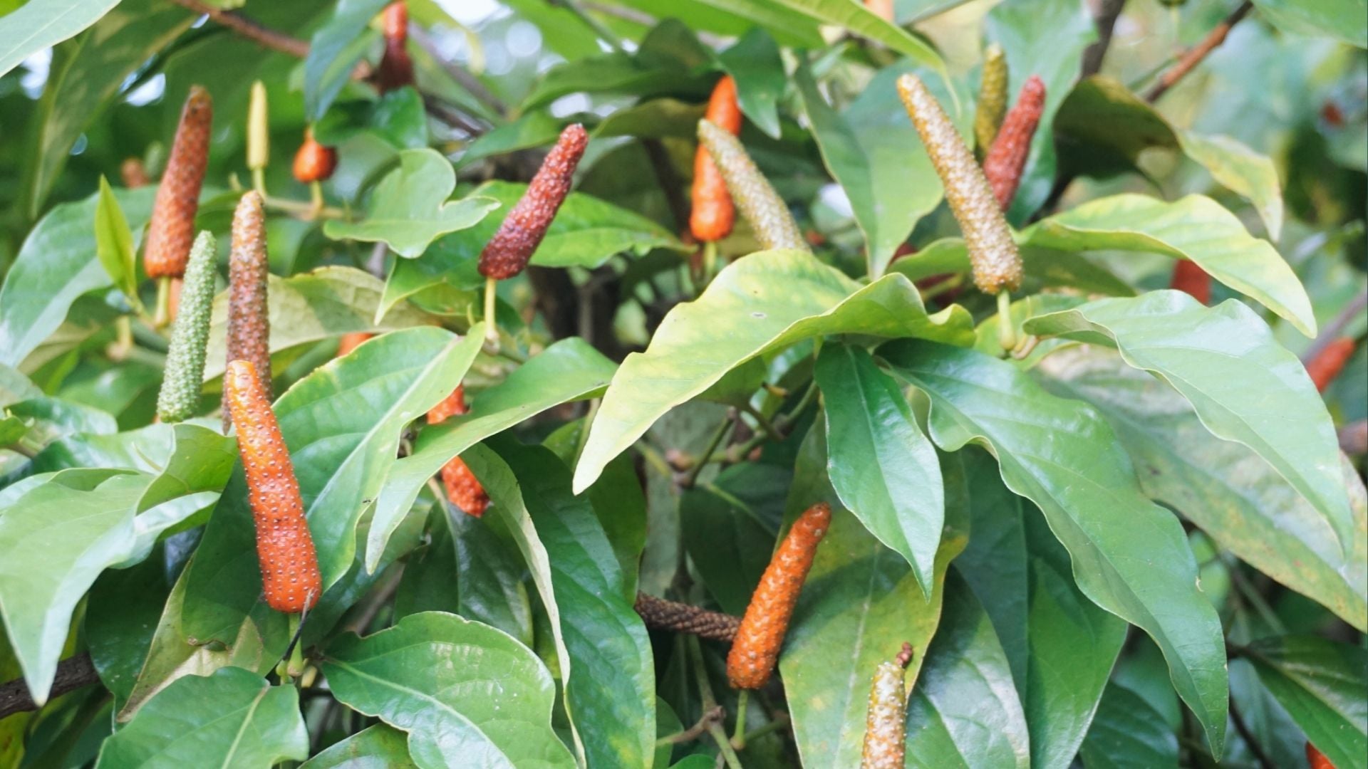 Piper Longum Extract