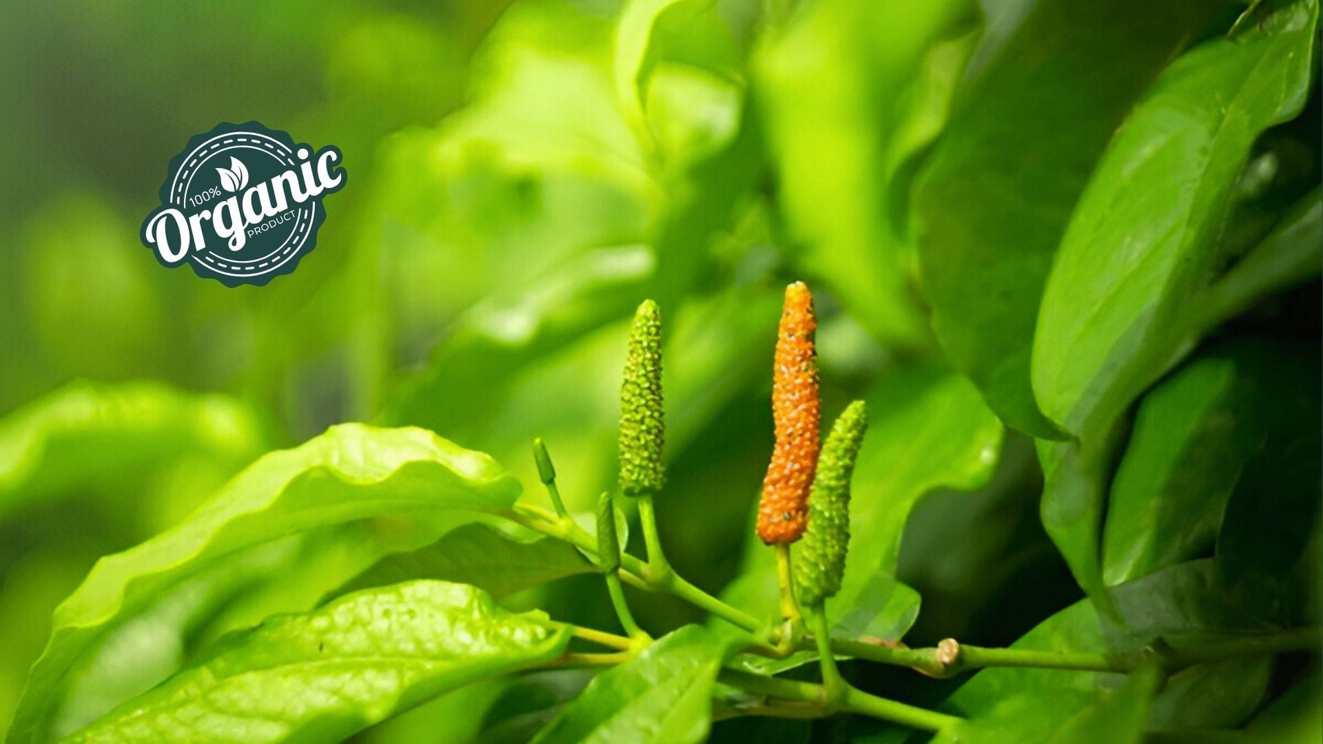 Organic Piper longum Extract