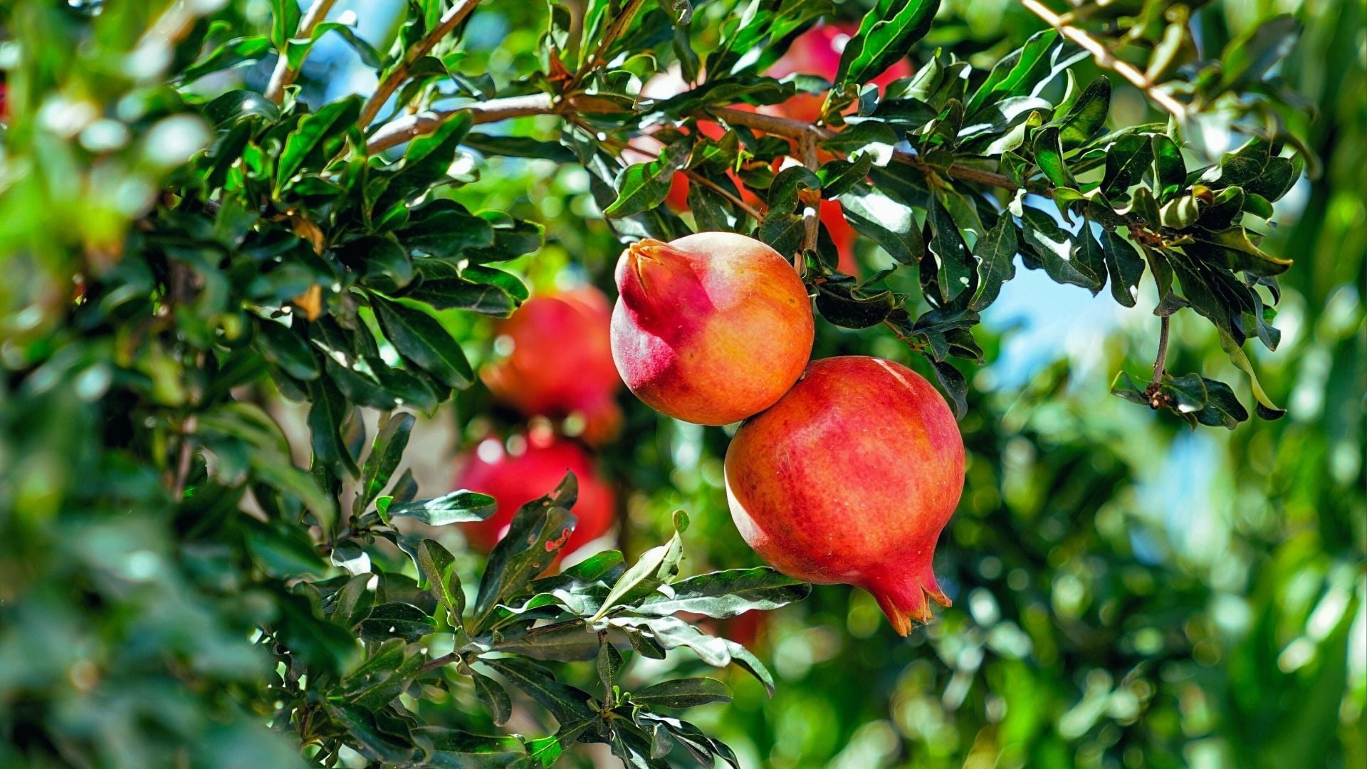 Pomegranate Extract