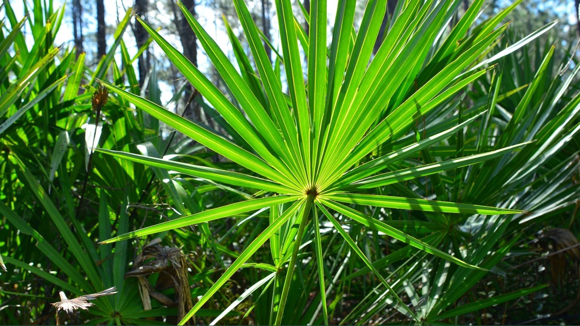 Saw Palmetto Extract (Oil)
