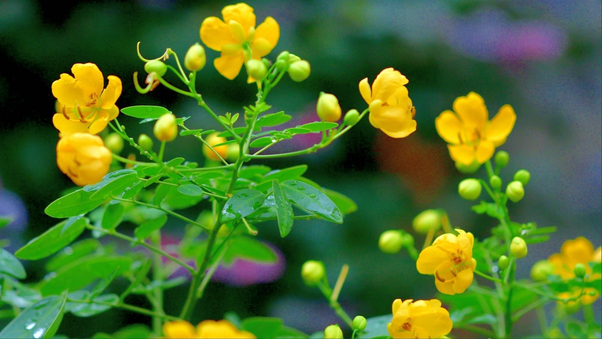 Senna Extract