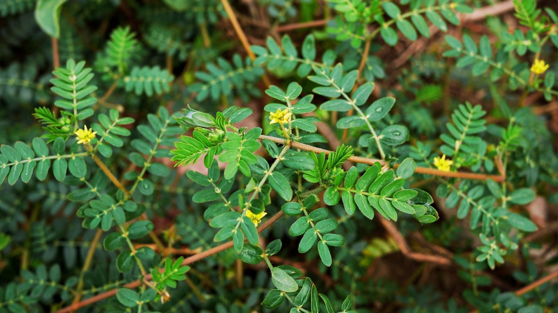 Tribulus Terrestris Extract