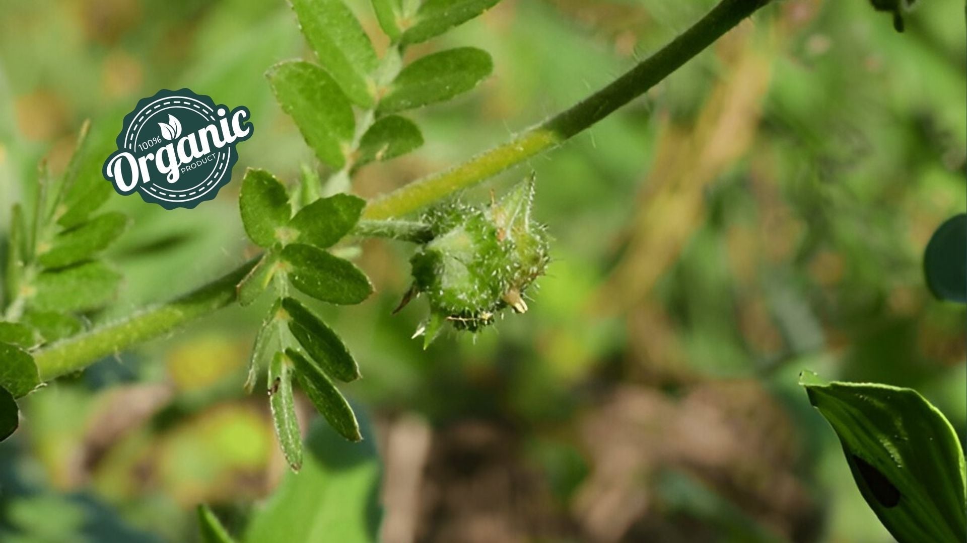 Organic Tribulus Terrestris Extract