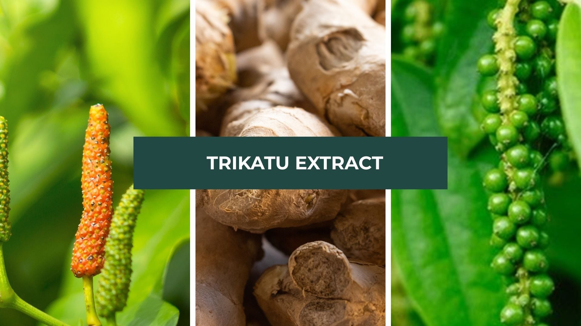 Trikatu Extract