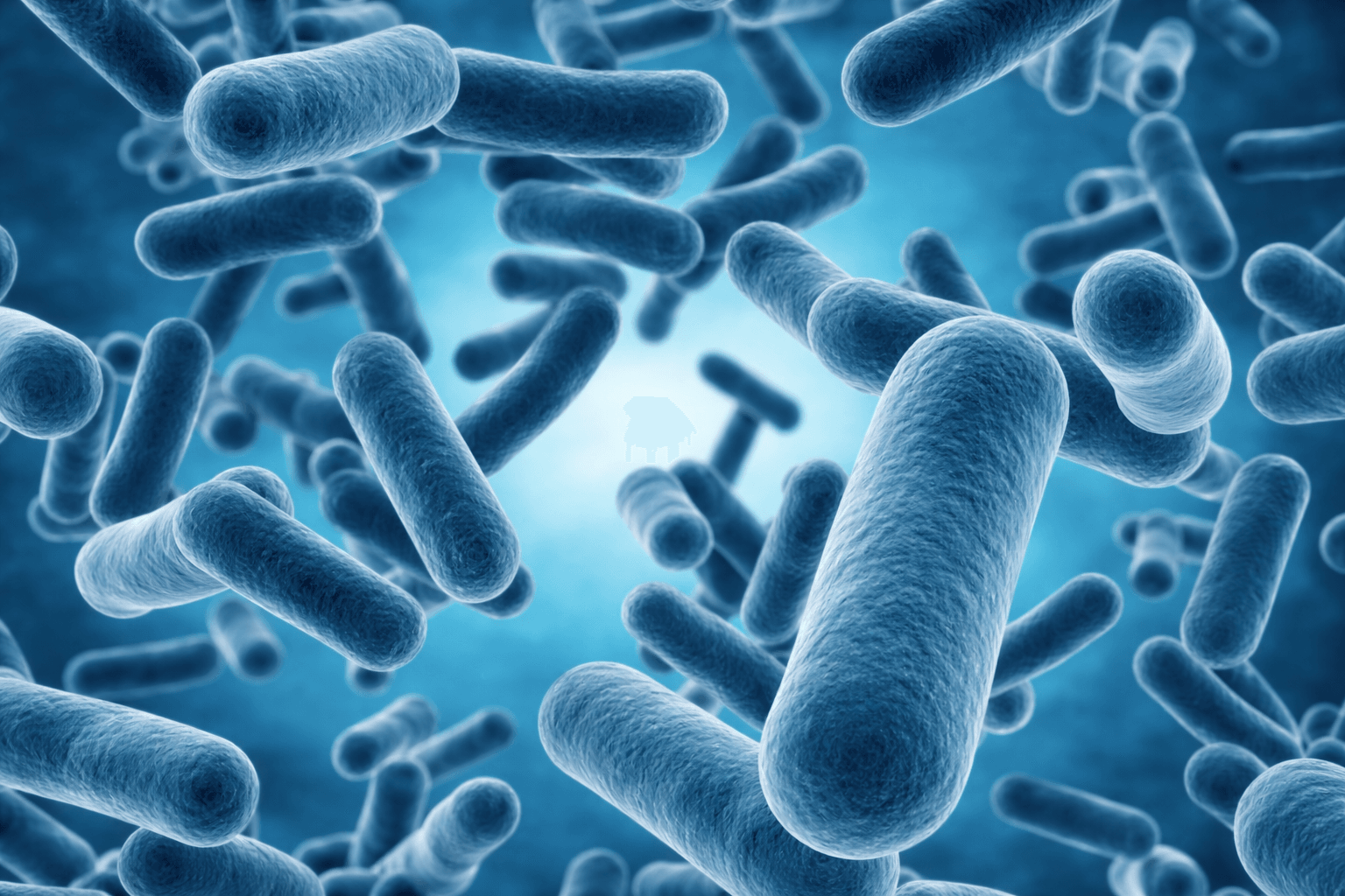 Bacillus Licheniformis