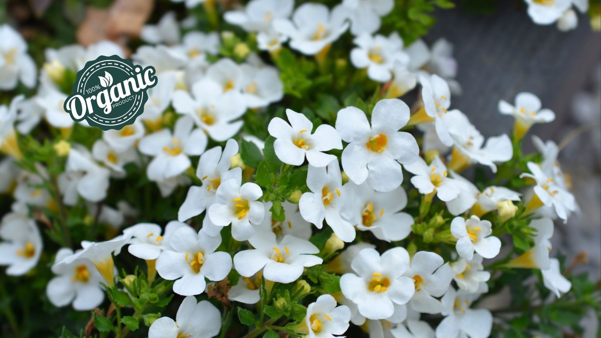 Organic Bacopa Monnieri Extract