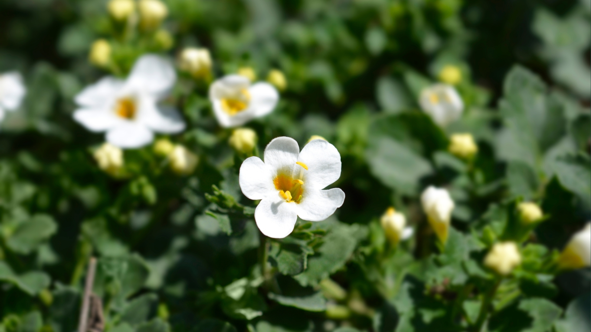 Bacopa Monnieri Extract