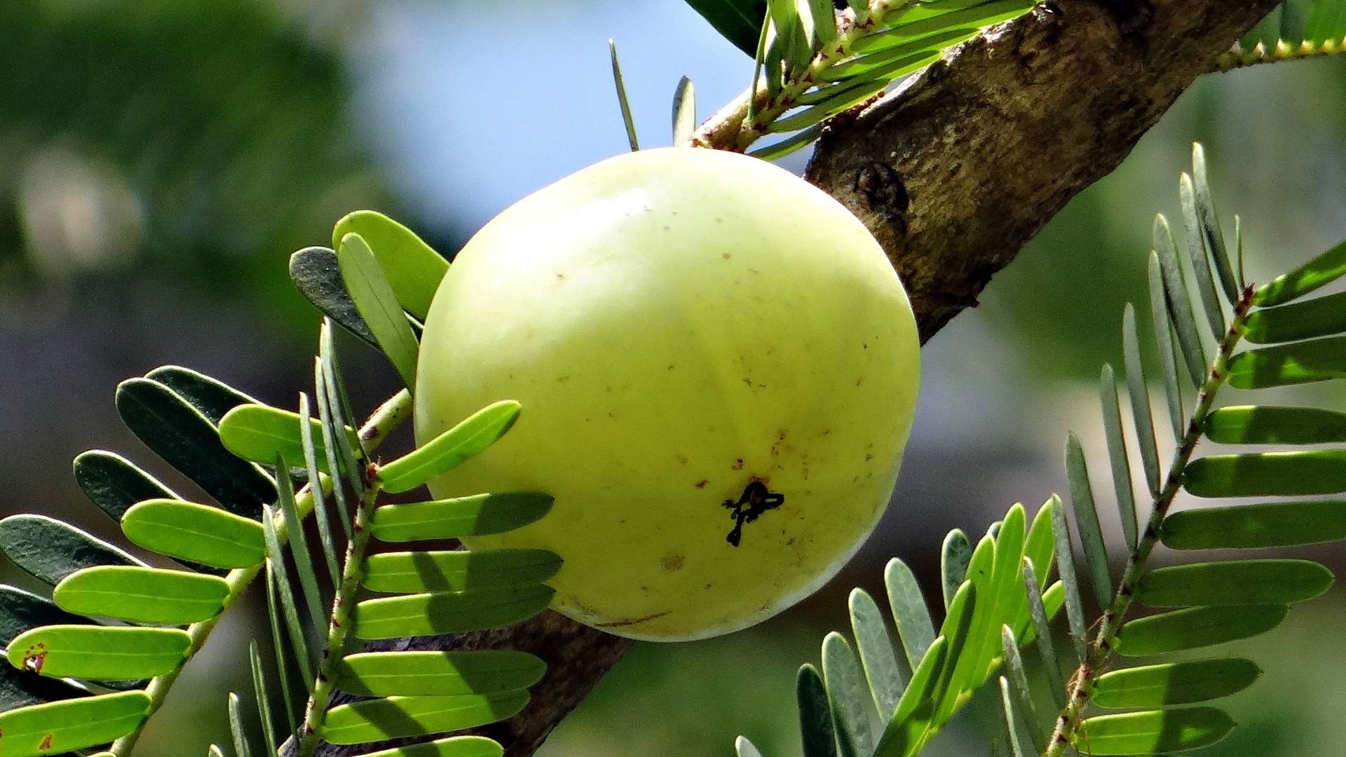 Amla Extract