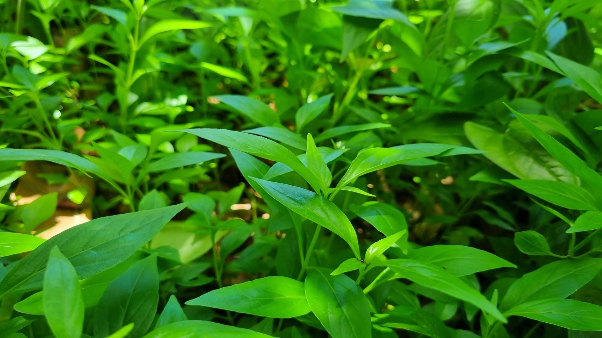 Organic Andrographis Extract gallery image 1