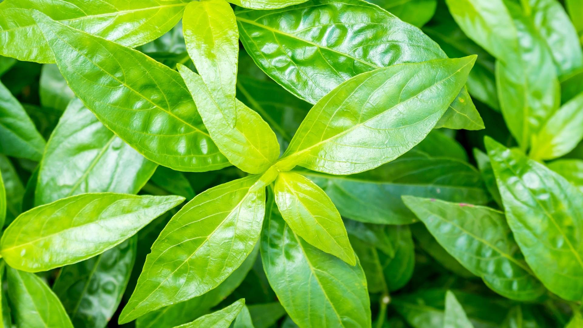 Organic Andrographis Extract gallery image 2