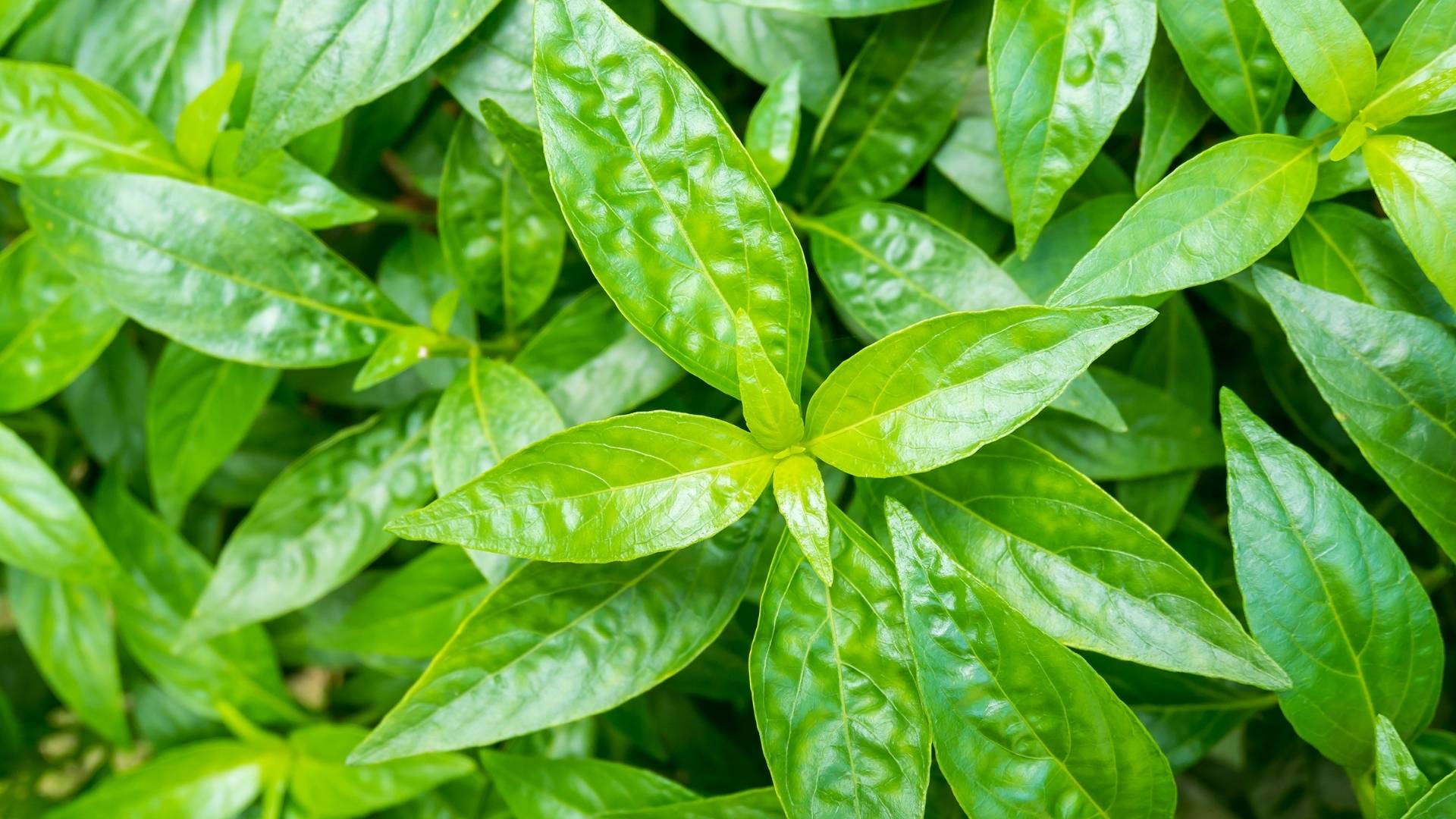 Organic Andrographis Extract
