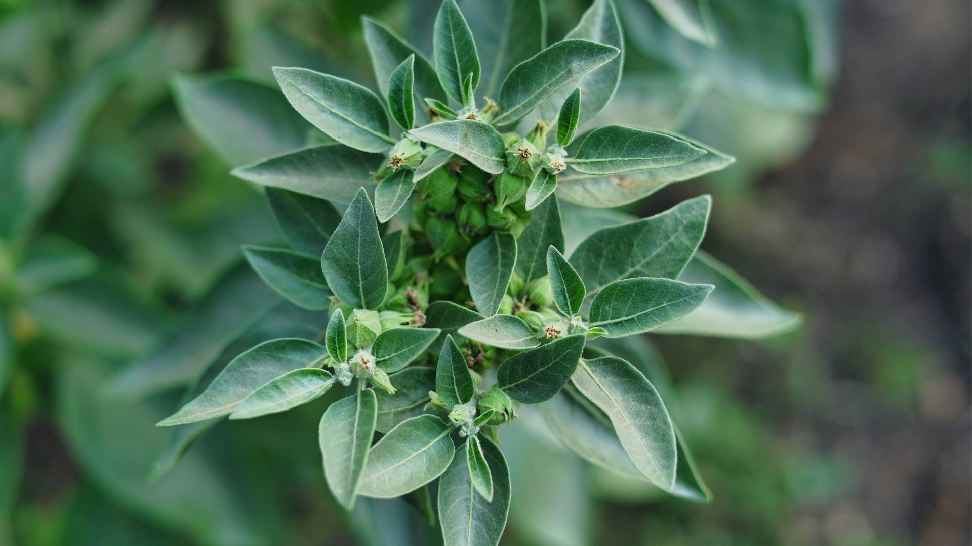 Organic Ashwagandha Extract gallery image 3
