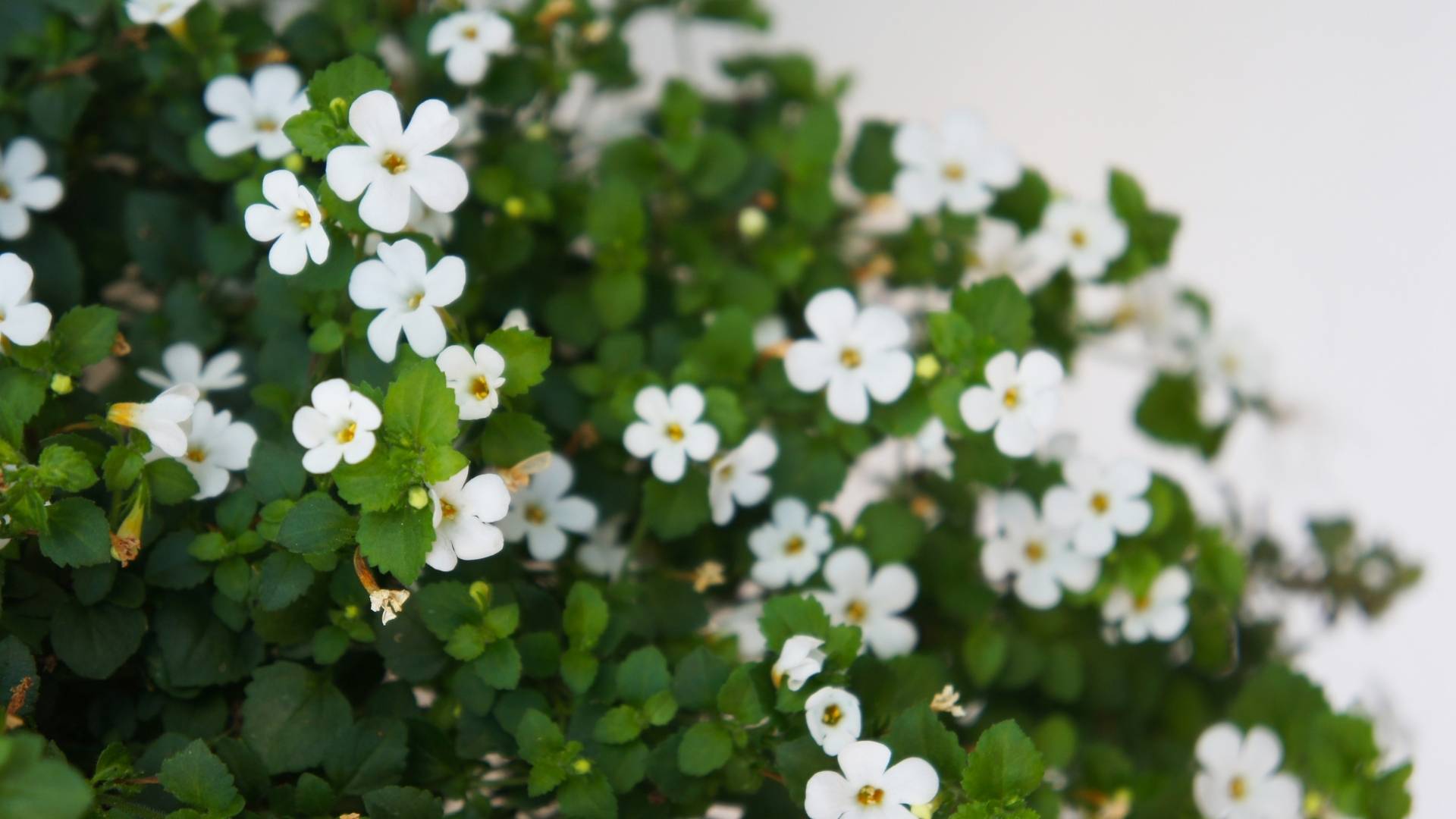 Organic Bacopa Monnieri Extract Granules gallery image 2