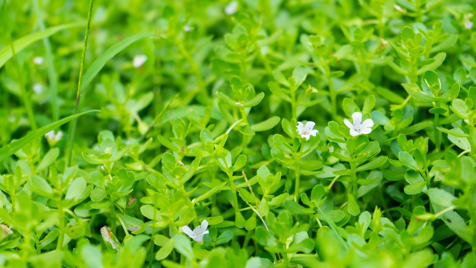 Organic Bacopa Monnieri Extract Granules gallery image 3