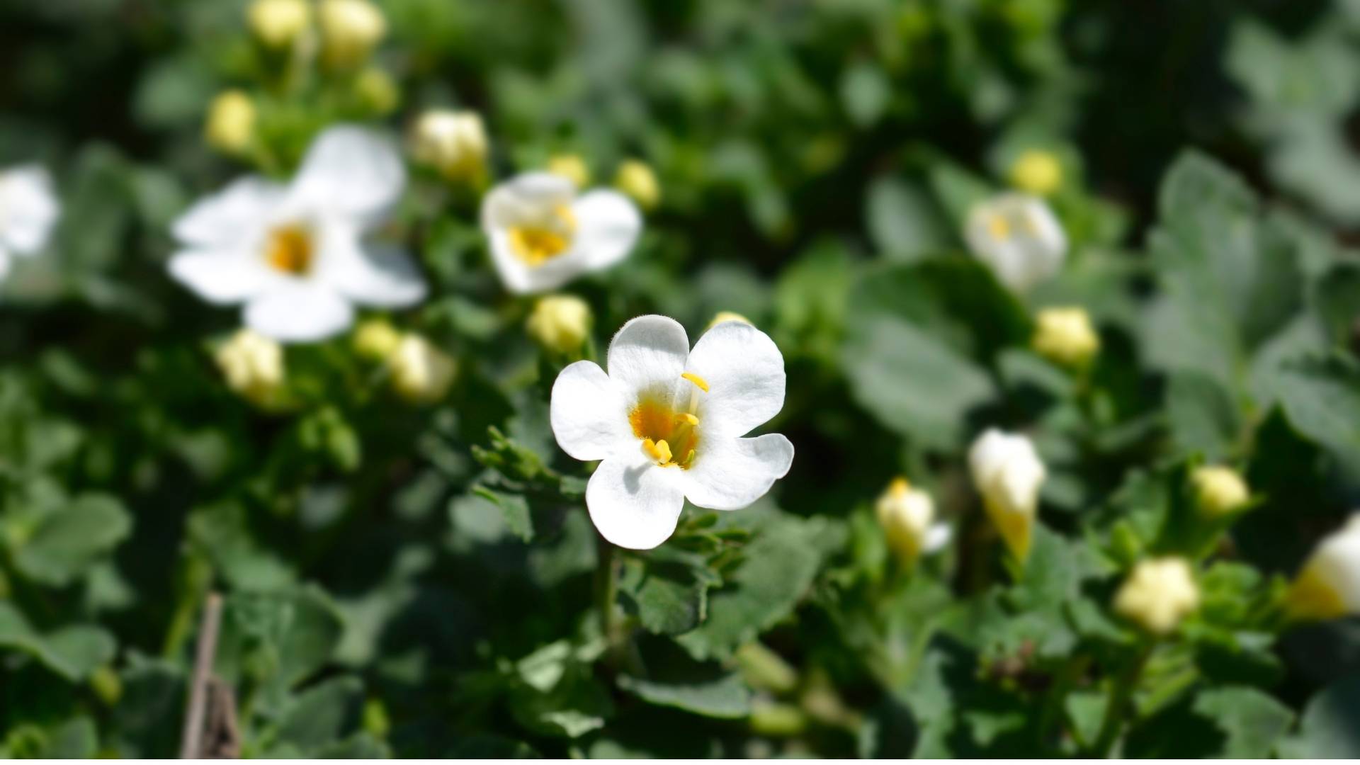 Organic Bacopa Monnieri Extract Granules