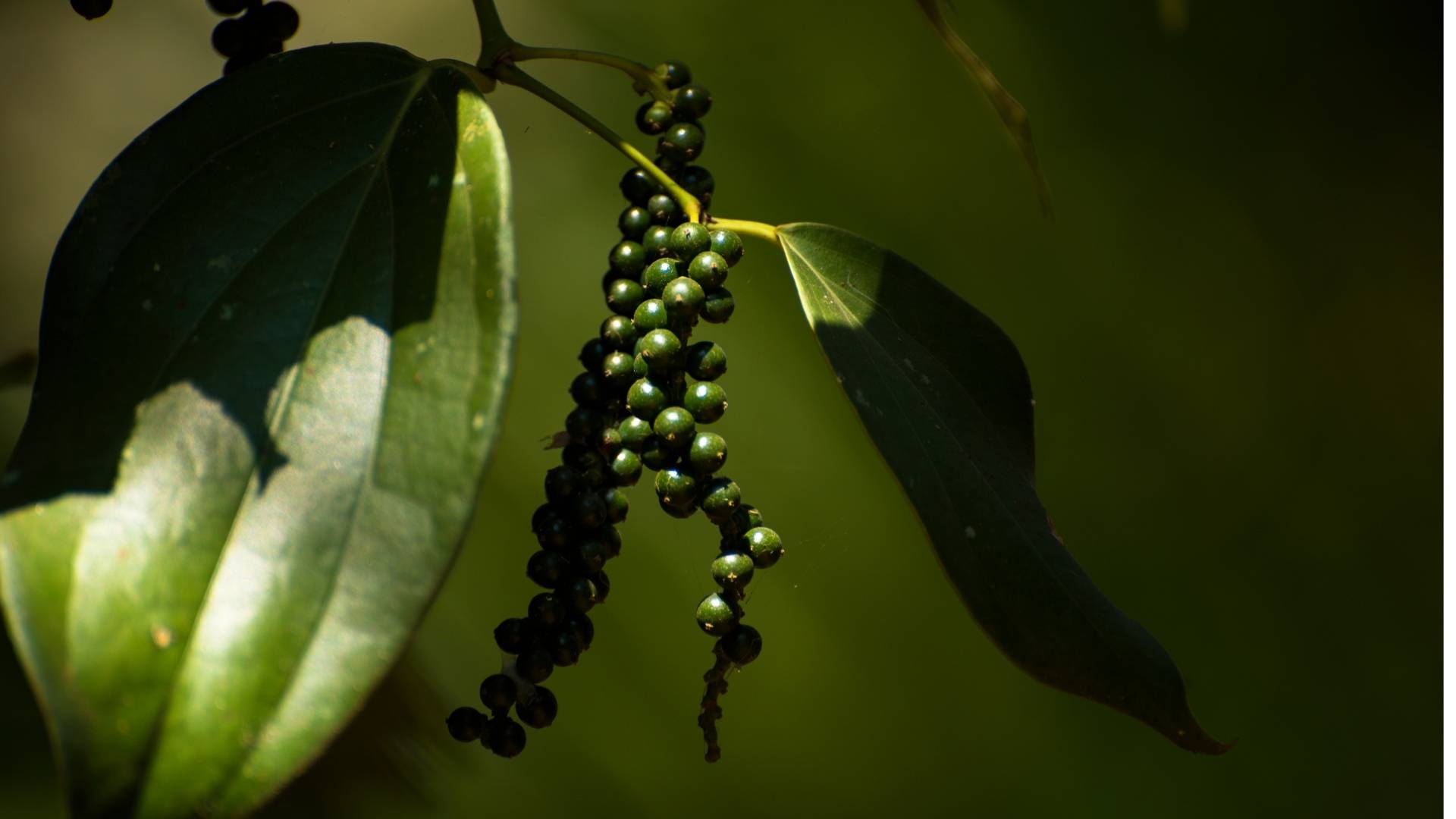 Black Pepper Extract