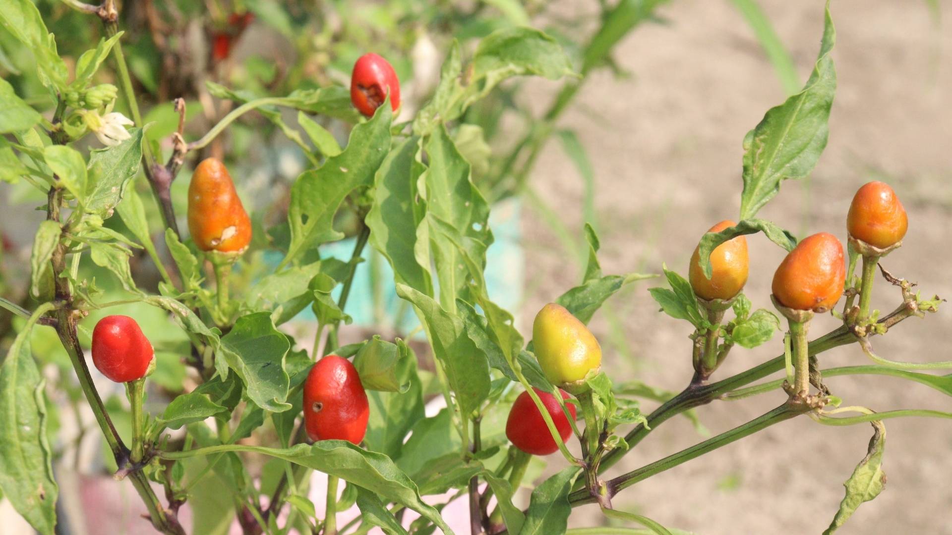 Capsicum Annum Extract gallery image 3