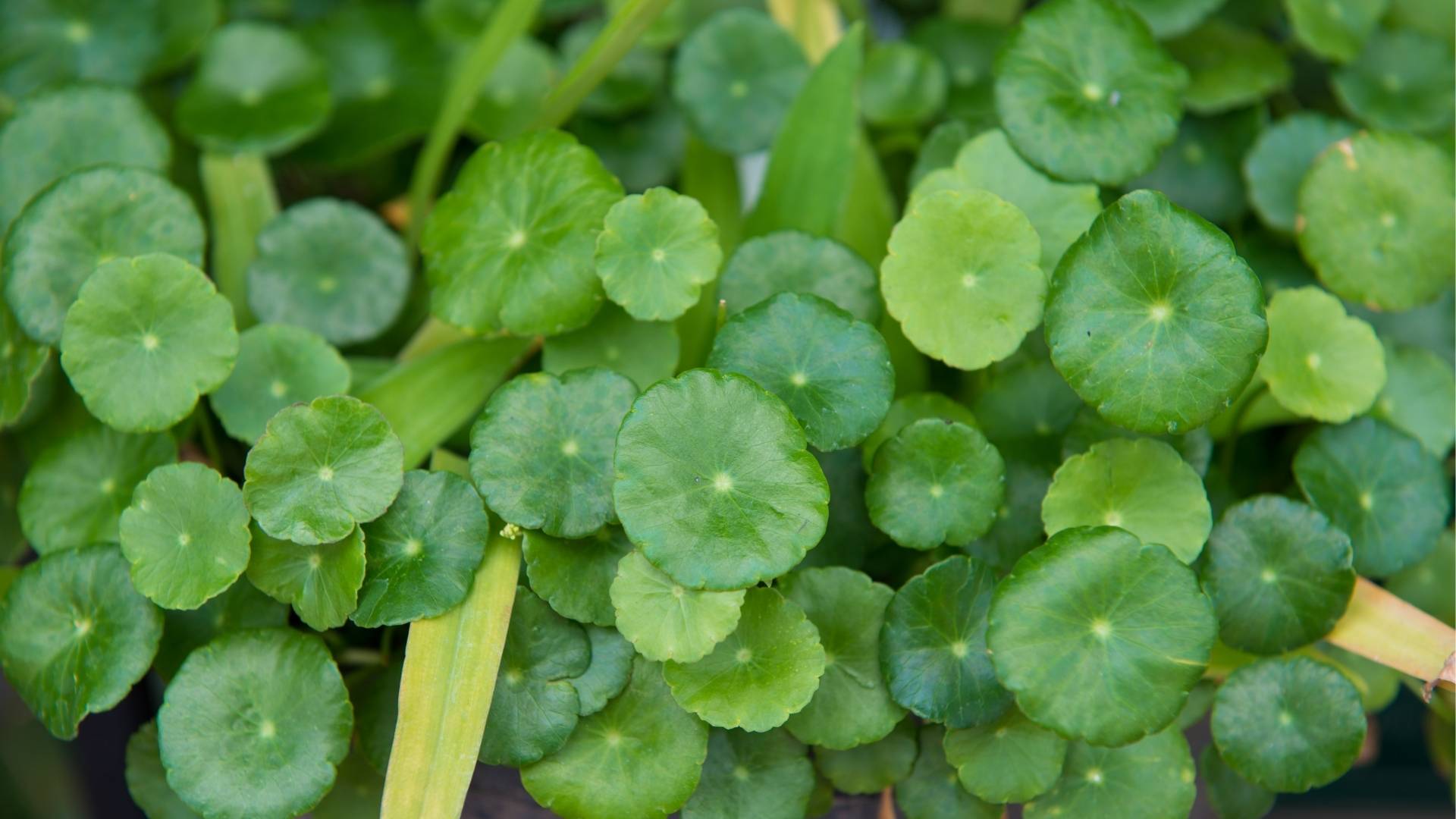 Centella Asiatica Extract gallery image 1