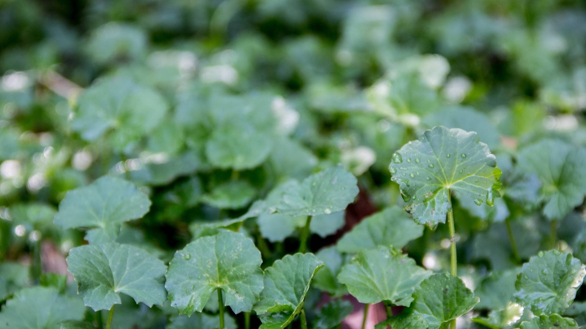 Centella Asiatica Extract gallery image 2