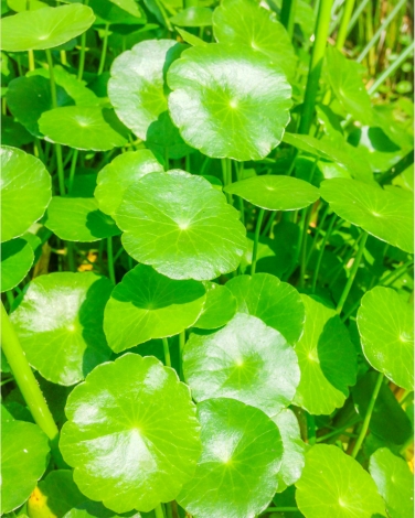 Centella Asiatica Extract gallery image 3