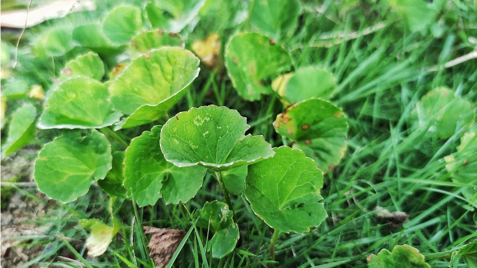 Centella Asiatica Extract