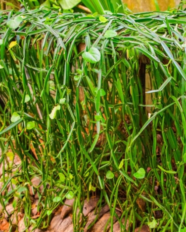 Cissus Extract