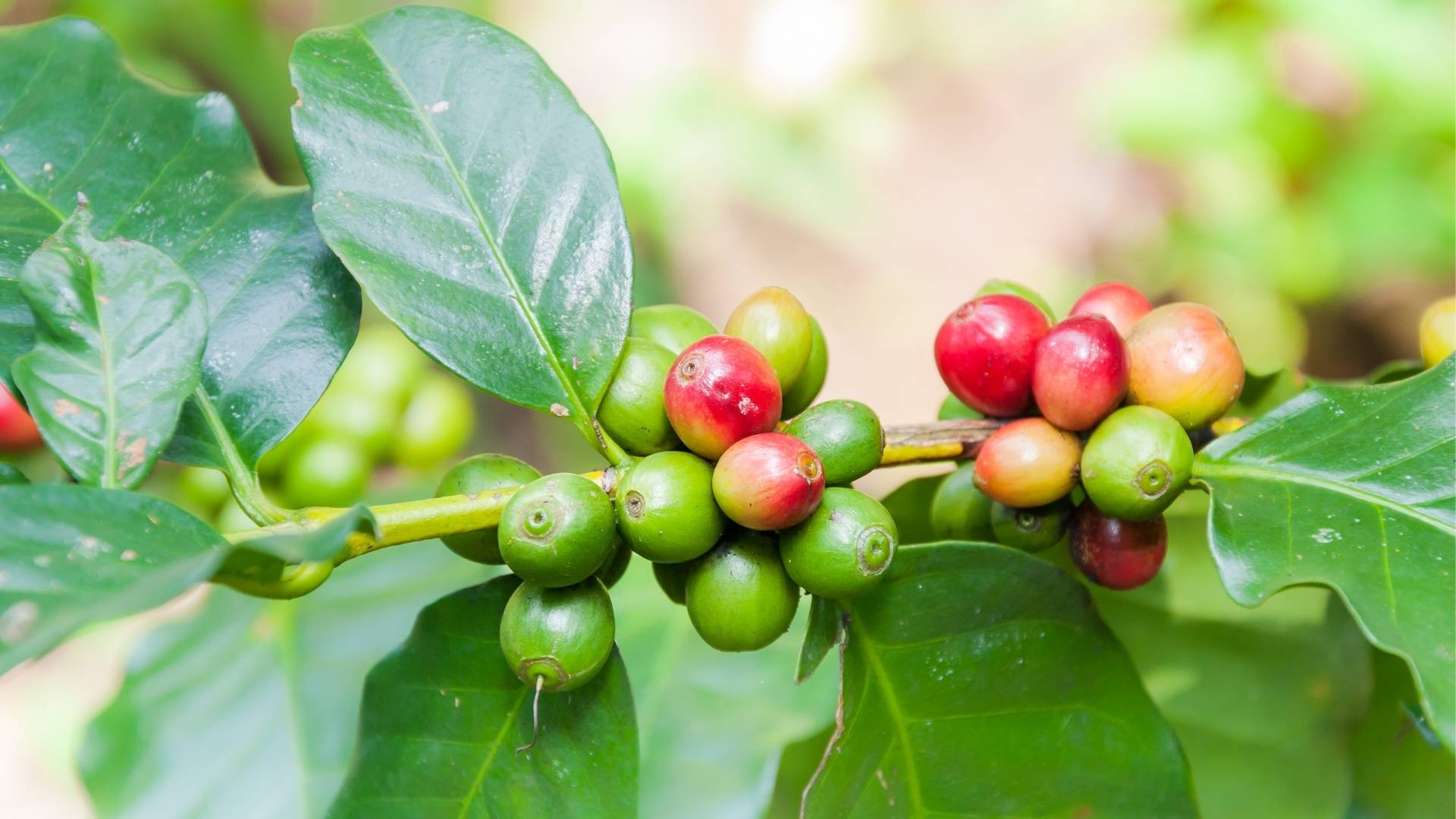 Coffee Bean Extract gallery image 2