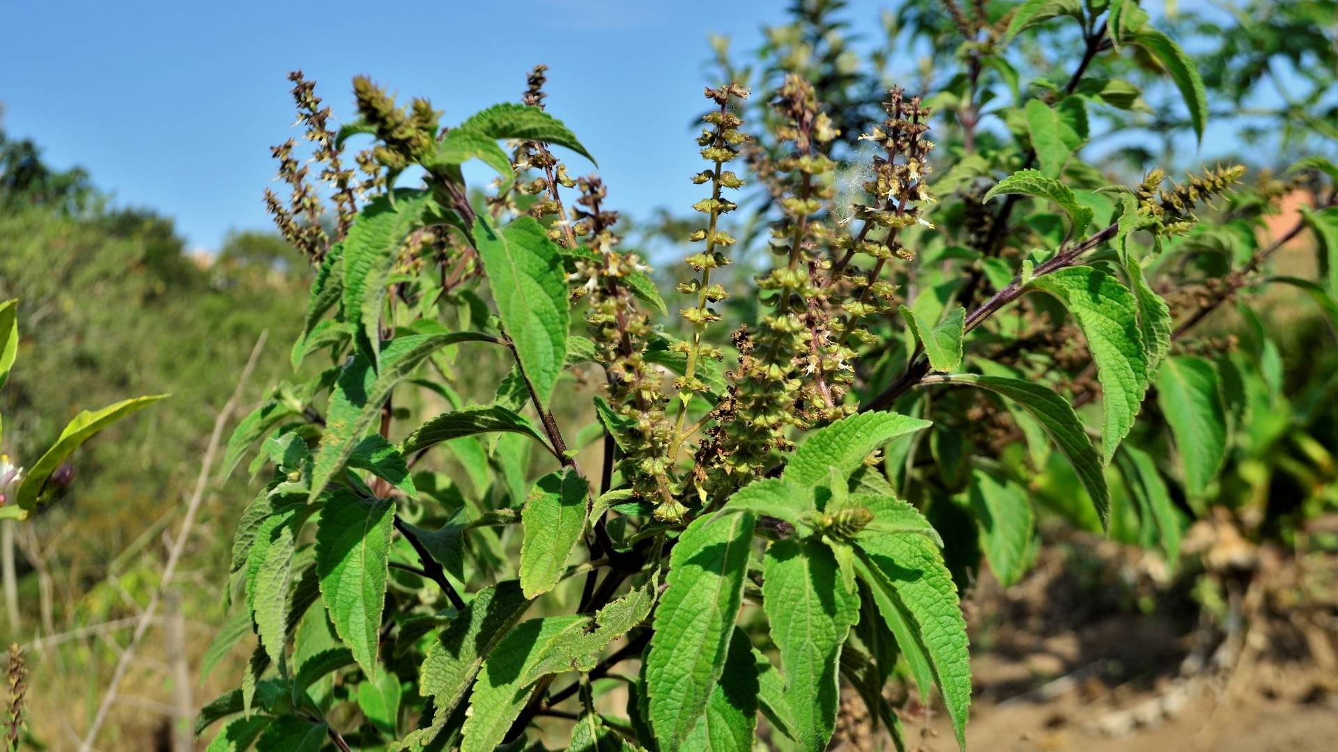 Coleus Forskohlii Extract gallery image 2