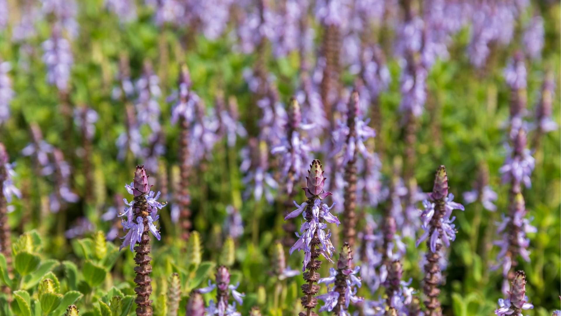Coleus Forskohlii Extract gallery image 3
