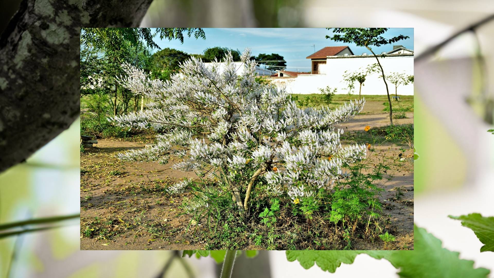 Commiphora Mukul Extract gallery image 2